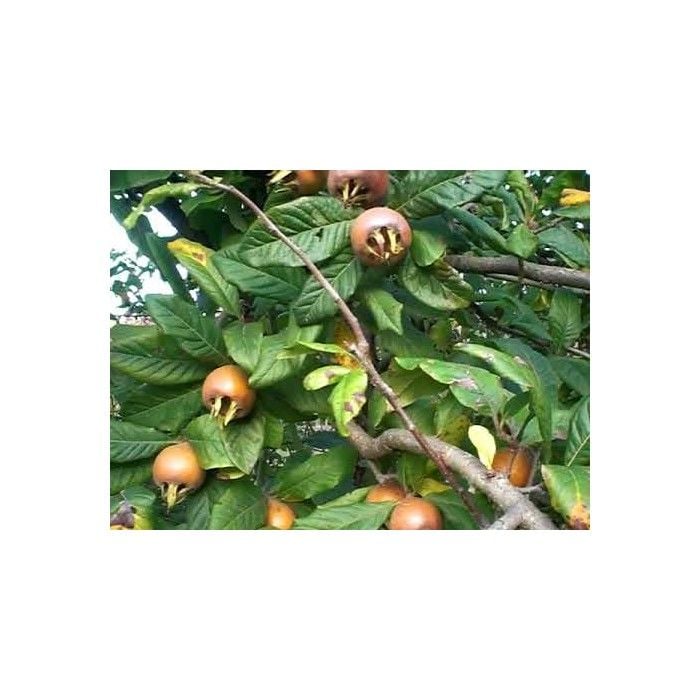 Töngel-Muşmula (1 KG)