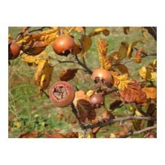 Töngel-Muşmula (1 KG)