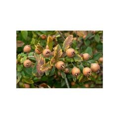 Töngel-Muşmula (1 KG)