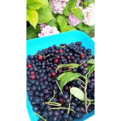 Karayemiş -Tafnal Tuzlaması (1 Kg )