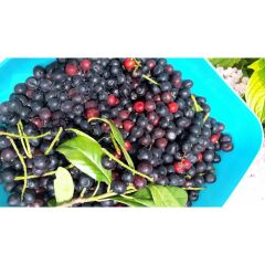 Karayemiş -Tafnal Tuzlaması (1 Kg )