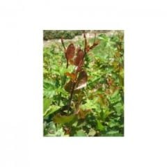 Melevcen - Diken Ucu 500 gr