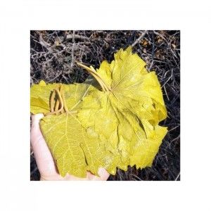 Tokat Erbaa Asma Yaprağı Salamura