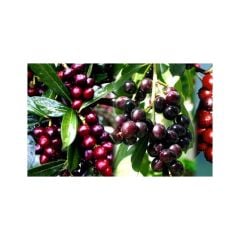 Taze Karayemiş -Tafnal (1 Kg)