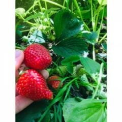 Ev Yapımı Doğal Çilek Reçeli (1 Kg)