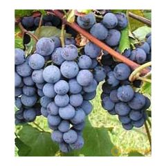 İsabella Kokulu Üzüm Sirkesi (500 gr)