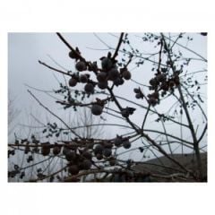 Uvaz-Kara Hurma (1 Kg)