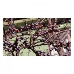 Uvaz-Kara Hurma (1 Kg)