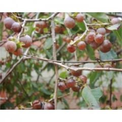 Uvaz-Kara Hurma (1 Kg)