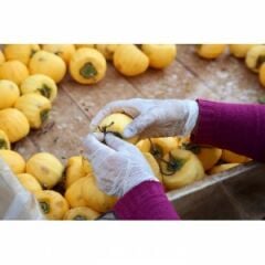 Kurutulmuş Trabzon (Cennet) Hurması (1 Kg)