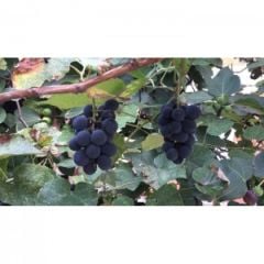 İsabella Kokulu Üzüm Şirası (660cc )