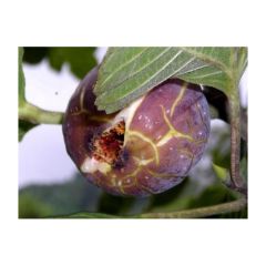 İncir Reçeli ( 850 Gr. )