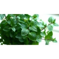 Kurutulmuş Nane (100 gr)