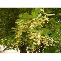 Ihlamur Yaprak (500Gr)