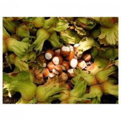 Taze Yeşil Süt Fındık (1 Kg)