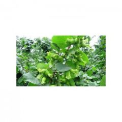 Taze Yeşil Süt Fındık (1 Kg)