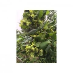 Taze Yeşil Süt Fındık (1 Kg)