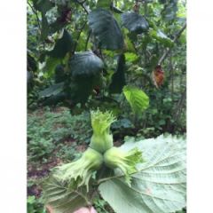 Taze Yeşil Süt Fındık (1 Kg)