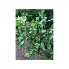 Taze Yeşil Süt Fındık (1 Kg)