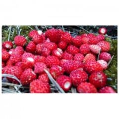 Dağ Çileği Reçeli (390 gr)