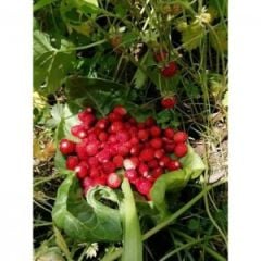 Dağ Çileği Reçeli (390 gr)