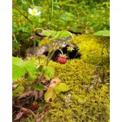 Dağ Çileği Reçeli (390 gr)