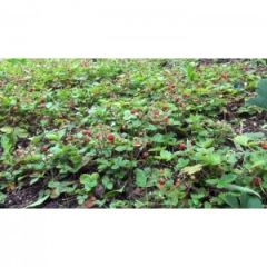 Dağ Çileği Reçeli (390 gr)