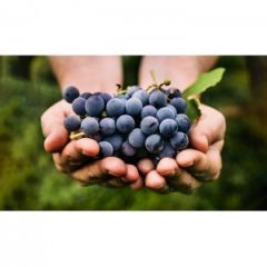 İzabella Kokulu Üzüm Pekmezi (1 Kg)