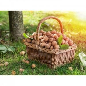 Kabuklu Ceviz (1 Kg)