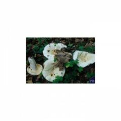 Dağ Mantarı Tuzlaması