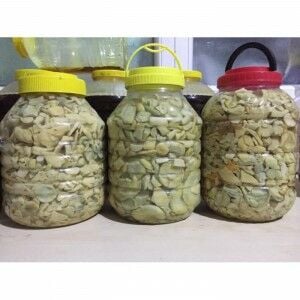 Dağ Mantarı Tuzlaması