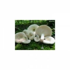 Dağ Mantarı Tuzlaması