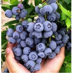 Yaban Mersini Reçeli (460 gr)